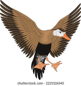Whistling Duck Flying Vector Illustration