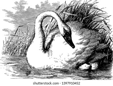 Whistling Swan bill with a yellow spot or blotch in front of eye vintage line drawing or engraving illustration.