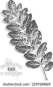 White Acacia branch vector silhouette. A set of decorative White Acacia tree leaves silhouette for further color application. Line art of Acacia leaves in shades of gray.