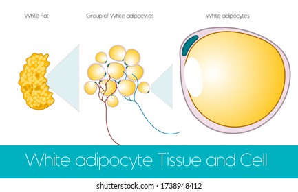 white adipocyte cell  tissue with blood vessels  from obese people  detailed illustration vector eps