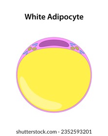White Adipocyte (White Fat Cell).