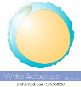 White Adipocyte From Obese People Fat Tissue Detailed Illustration Vector Eps With A Single Large Lipid Droplet Covering Entire Cytoplasm