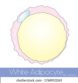 White Adipocyte From Obese People Fat Tissue Detailed Illustration Vector Eps With A Single Large Lipid Droplet Covering Entire Cytoplasm