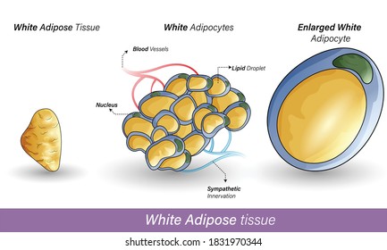 White Adipose Tissue Anatomy With Tissue, And Graphic Design Of Adipocyte Whit Lipid Droplet And Sympathetic Innervation Vector Design.