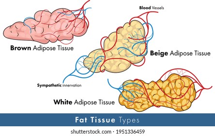 White Adipose Tissue Illustration With Blood Vessels And Nerves.