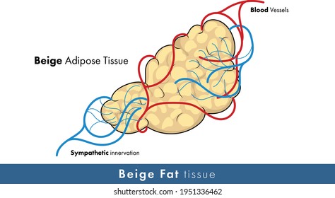 White Adipose Tissue Illustration With Blood Vessels And Nerves.