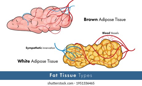 White Adipose Tissue Illustration With Blood Vessels And Nerves.