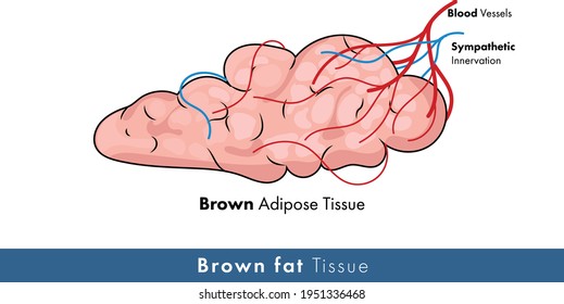 White Adipose Tissue Illustration With Blood Vessels And Nerves.