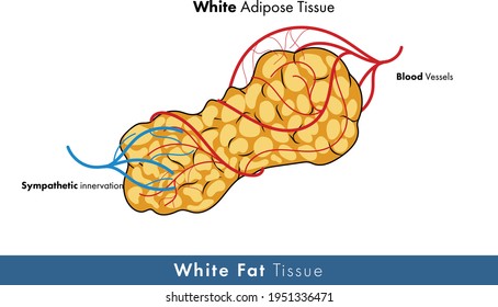 White Adipose Tissue Illustration With Blood Vessels And Nerves.