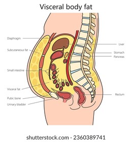 White adipose tissue visceral fat diagram schematic vector illustration. Medical science educational illustration