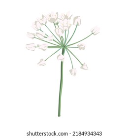 White Allium in flower. Allium on white. Object flower onion. Illustration of ramson plant in bloom, also known as wild garlic.