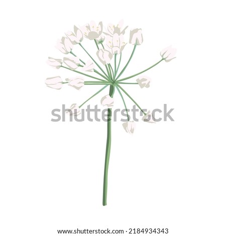 White Allium in flower. Allium on white. Object flower onion. Illustration of ramson plant in bloom, also known as wild garlic.