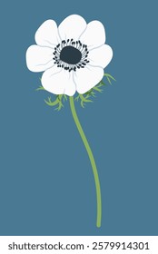 White Anemone flower on dark background. Wild flowers. Vector flat illustration. Easter, Spring, Summer flowers