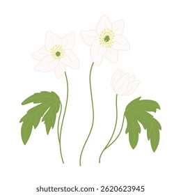 White anemones with green leaves set in flat cartoon design. Springtime first bulb flowers. Blooming decorative bouquet in spring garden. Botanical decorative plants. Vector illustration isolated.