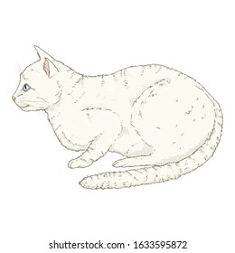 White Angora Cat. Vector Single Cartoon Illustration