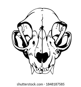 white animal skull anatomical correct