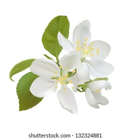 White Apple Flowers Isolated On White Background. Vector Illustration