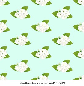 White Arabian Jasmine on Green Mint Background. Vector Illustration.