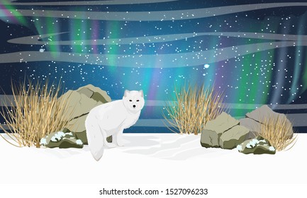 White arctic fox in the snow. Stones, dry grass and the northern lights in the sky. Realistic night vector landscape