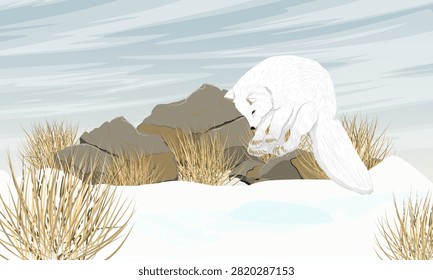 White arctic fox Vulpes lagopus jumping and pouncing into deep snow in a winter tundra landscape vector illustration