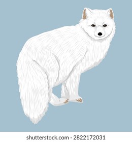 White arctic fox Vulpes lagopus standing full body side view vector illustration isolated