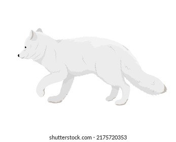 White arctic fox walks in the snow. Realistic vector animal