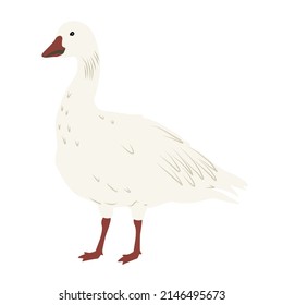 White arctic goose. Birds of the North. vector illustration