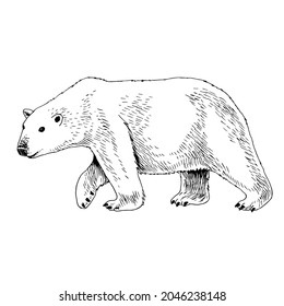 White arctic polar bear hand drawn image.