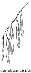 It is white ash fruit. It has clusters of fruit near the ends of the branches. The fruits has wing along with seed. Wings are flat. The branch has one or more fruits, vintage line drawing or engraving