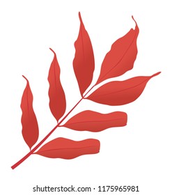 
White ash in a leafy branch having dried form in red color 

