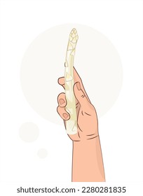 White asparagus. Asparagus in hand. A vegetable in a human hand. Healthy food. Isolated vector illustration white background. White vegetable.