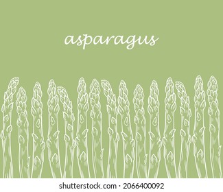 White asparagus pods on a green background template, vector illustration. Hand-engraved sketch of asparagus sprouts. Healthy organic food.