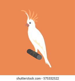 white australian cockatoo parrot  isolated vector illustration