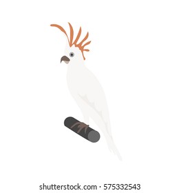 white australian cockatoo parrot  isolated vector illustration