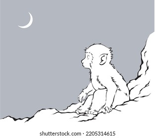 White baby monkey looking up at the crescent moon