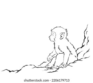Ein weißer Affe, der auf einem felsigen Berg sitzt