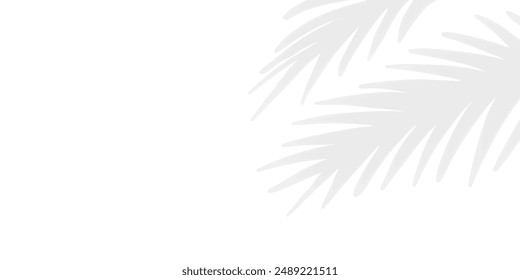 white background abstract white light bamboo
