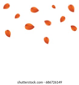 White background with autumn leaves. Autumn pattern. Vector illustration.