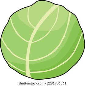 white background cabbage illustration, suitable for use for various illustrations