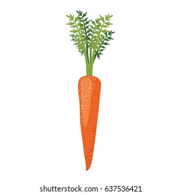 white background of carrot with stem and leaves and stains vector illustration