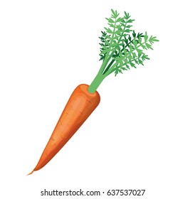 white background of carrot with stem and leaves in closeup vector illustration
