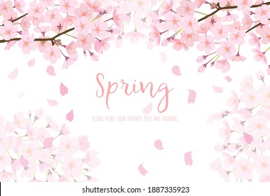 
White background of cherry blossoms in full bloom