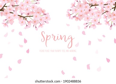 White background of cherry blossoms in full bloom