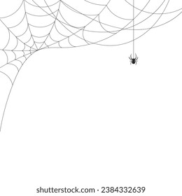 White background with cobweb and spider. Insects. Illustration, background with copy space, vector