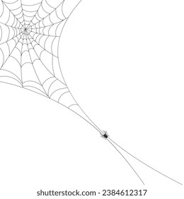 White background with cobweb and spider. Insects. Illustration, background with copy space, vector