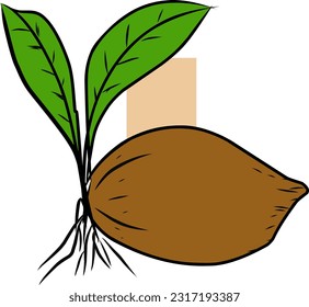 white background coconut fruit vector illustration