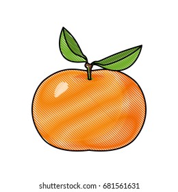 white background of colored crayon silhouette of tangerine fruit vector illustration