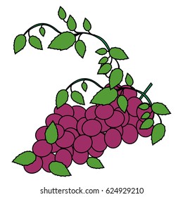 white background with colorful bunch of grapes vector illustration