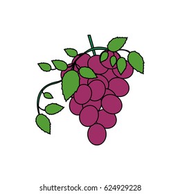 white background with colorful bunch of grapes icon vector illustration