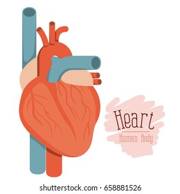 white background with colorful hearth system human body vector illustration